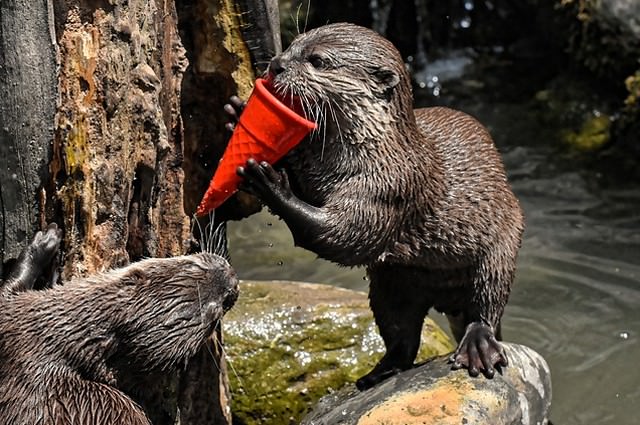 物を使う頭の良いカワウソ